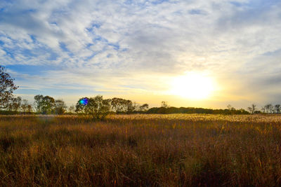 Scenic view of field against sky during sunset