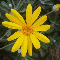 Close-up of yellow flower blooming outdoors