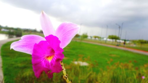 Close-up of pink flower blooming on field