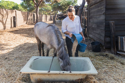 Female farmer pouring fresh corn in bathtub and feeding dapple gray horse in paddock on sunny day