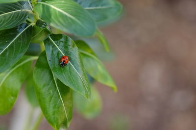 Close-up of ladybug on plant