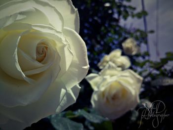 Close-up of white rose