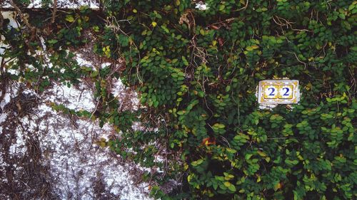Trees against clear sky