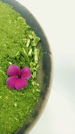 High angle view of pink flowers in bowl