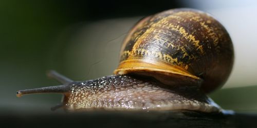 snail