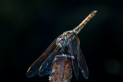 Close-up of butterfly over black background