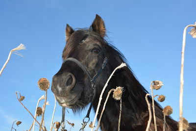 Close-up of horse amidst dried sunflowers against clear sky