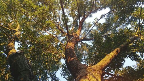 Low angle view of trees in forest against sky