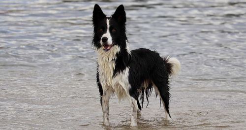 Dog looking at sea shore