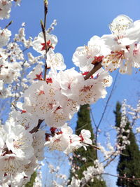 Low angle view of cherry blossoms against sky