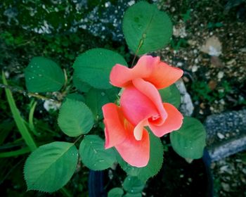 Close-up of red rose blooming outdoors