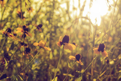 Close-up of flower in field