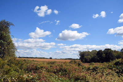 Scenic view of field against sky