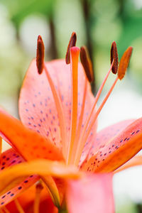 Orange lily stamens close up with selective focus