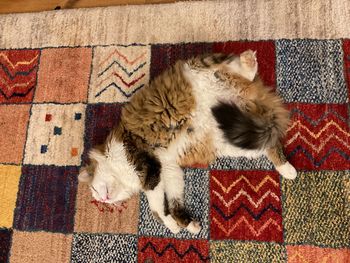 Cat sleeping on floor