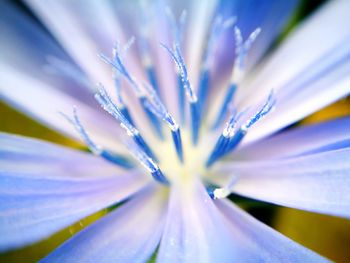 Macro shot of flower