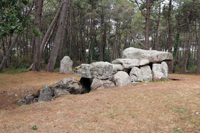 Rocks in a forest