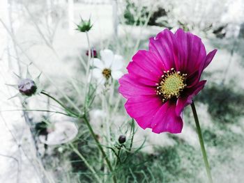 Close-up of pink flower