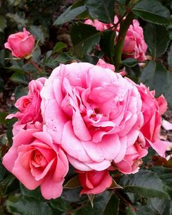 Close-up of pink rose