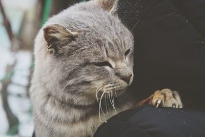 Close-up of cat