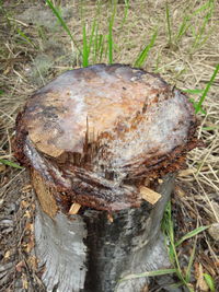 Close-up of tree trunk