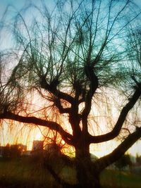 Bare trees against sky at sunset