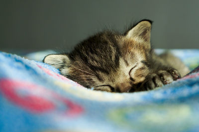 Close-up of kitten sleeping on bed 