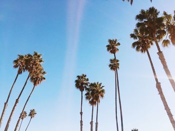 Low angle view of palm trees against blue sky