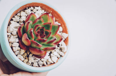 Cropped hand holding succulent plant against white background