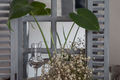 Potted plants on glass window