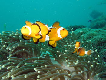 Fish swimming in sea