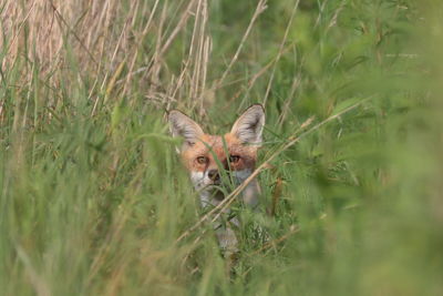 Portrait of a fox on grass