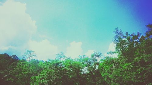 Low angle view of trees against blue sky