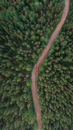 High angle view of trees growing on field