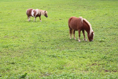 Horses grazing in a field