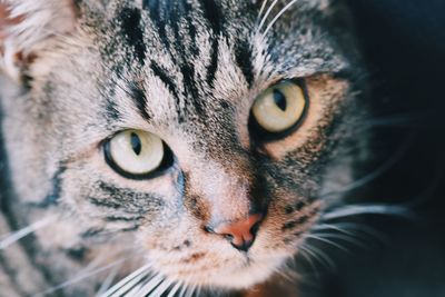 Close-up portrait of a cat