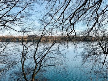 Bare tree by lake against sky