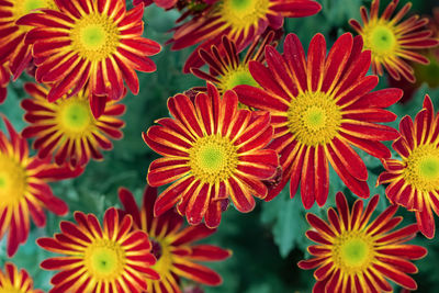 Close-up of red flowering plants