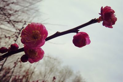 Low angle view of pink flowers blooming on tree