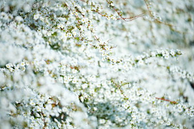 Close-up of white cherry blossoms in spring