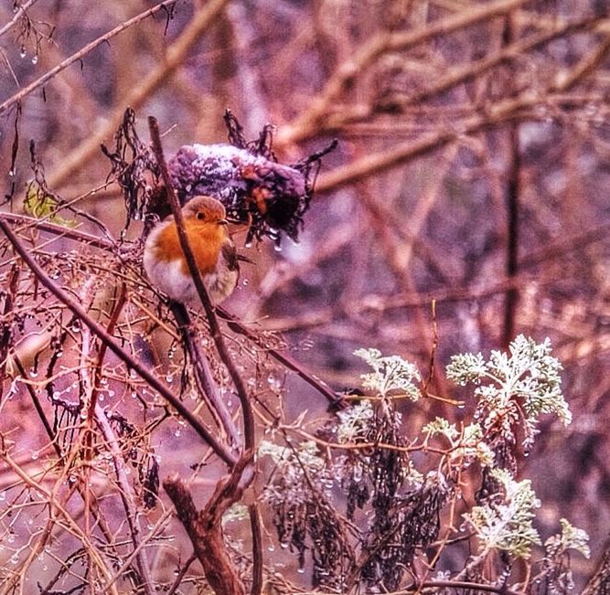 animal themes, one animal, branch, animals in the wild, wildlife, insect, flower, nature, tree, outdoors, close-up, day, fragility, no people, selective focus, growth, twig, high angle view, beauty in nature, dry