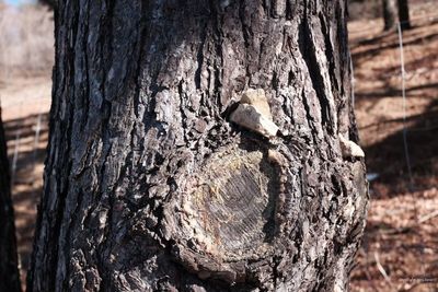 Close-up of tree trunk