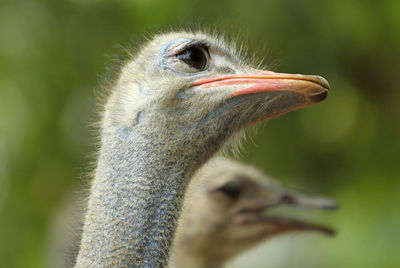 Close up. ostrich face at the ostrich farm