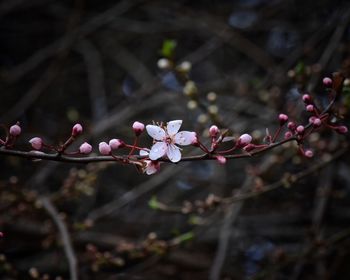 Close-up of pink flowers on tree