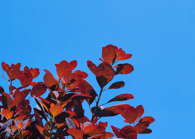 Low angle view of flowering plant against blue sky