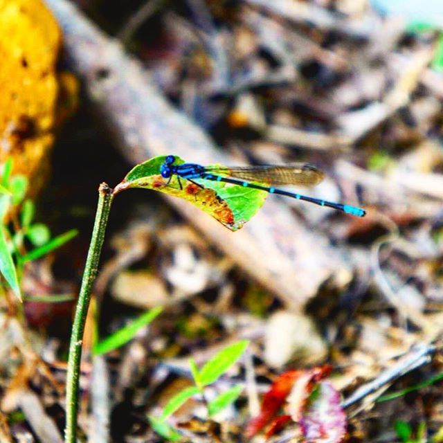 one animal, animal themes, leaf, animals in the wild, insect, focus on foreground, close-up, wildlife, plant, selective focus, nature, green color, twig, growth, stem, dragonfly, day, outdoors, no people, beauty in nature