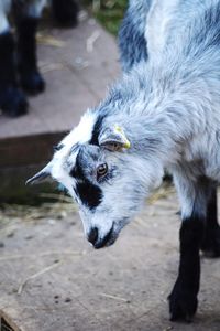 Grey and black goat