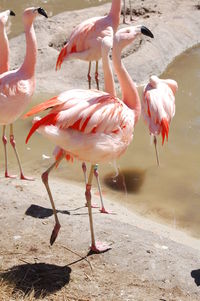 Flamingos by lake