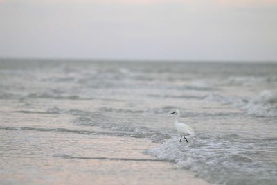 Seagull perching on a beach