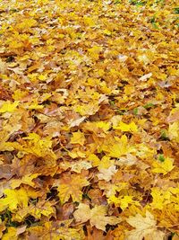 High angle view of yellow maple leaves